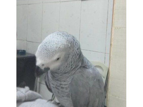 Full evcil jako papağanı