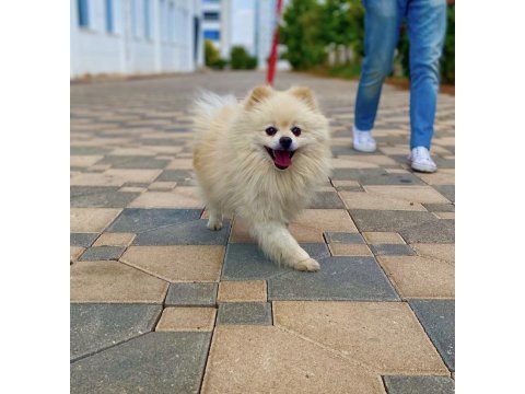 Orjinal ayı surat eğitimler tam pomeranian sahiplendirilecek