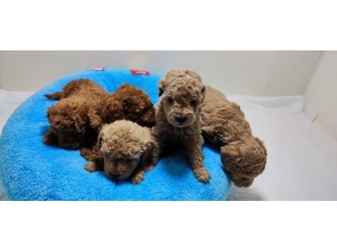 Toy poodle yavrularımı ücretli sahiplendiriyorum