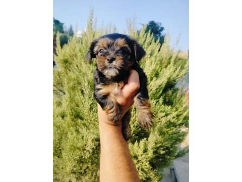 Teacup bardak boy yorkshire terrier yavruları