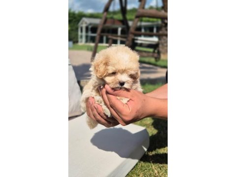 Maltipoo yavruları sağlık ve ırk garantili