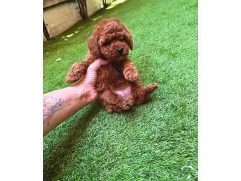 Petmode köpek çiftliğinden tea cup kore poodle