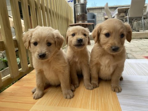 Son 3 erkek golden retriever bebekler