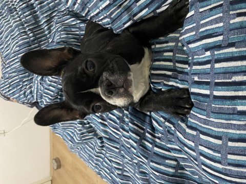 4.5 aylık dişi french bulldog