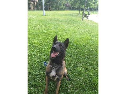 Belçika malinois eğitimli