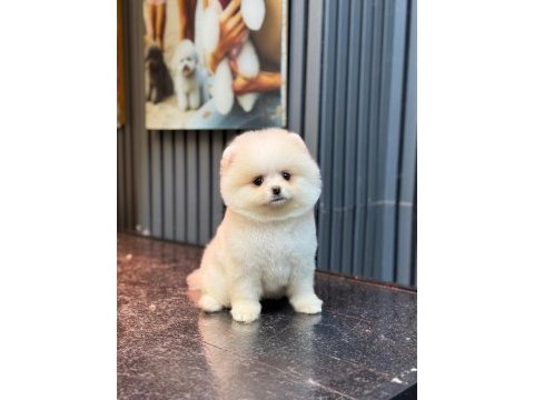 Pomeranian boo yavrularım