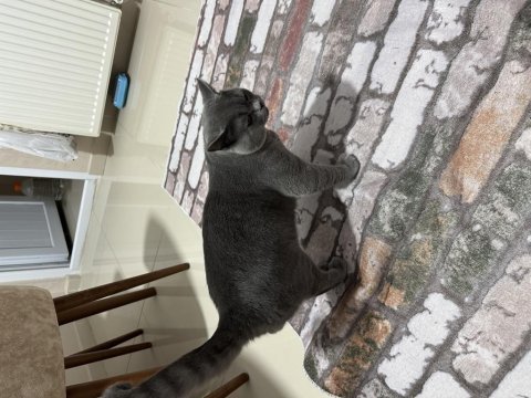 11 aylık british shorthair kedimize yuva aranıyor