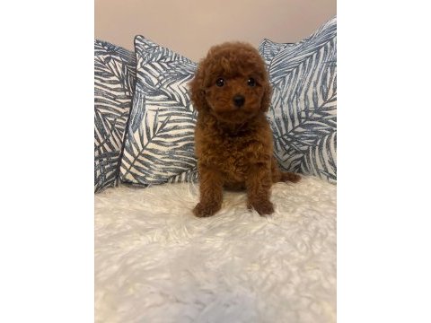 Toy poodle dişi yavru