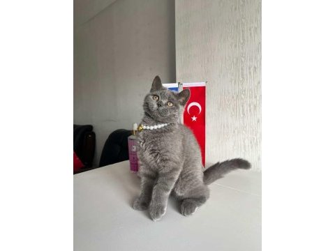 Kedimiz acil sahibini bekliyor