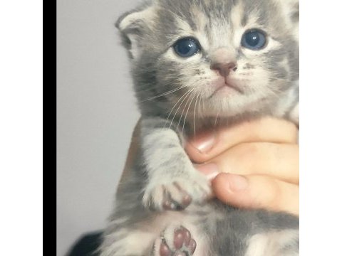 Çok tatlı british shorthair ve scottish yavrular