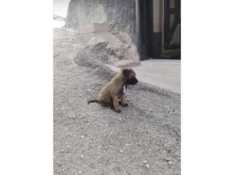 35 günlük hırs küpü köpeğimiz