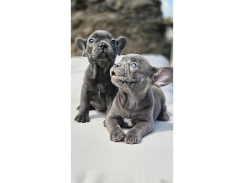 Blue french bulldog yavruları istanbul 