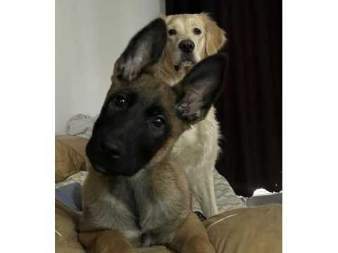 4,5 aylık erkek malinois
