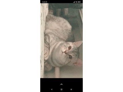 British shorthair