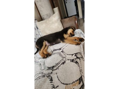 5 aylık rottweiler kırması yavru kopek