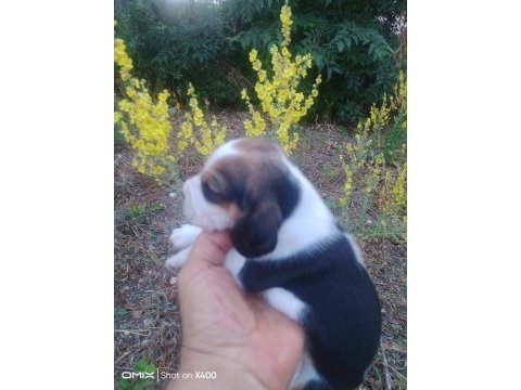 Sevimli safkan beagle yavrular