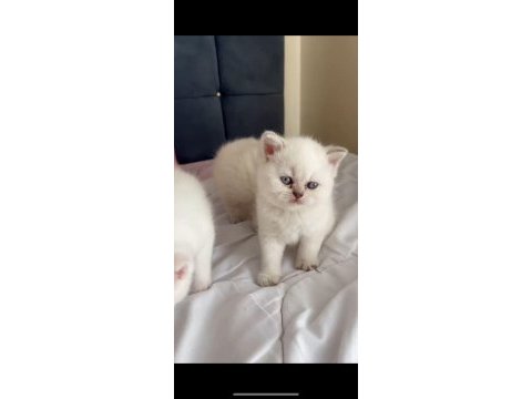Safkan orjinal ırk yavru kedilerimiz