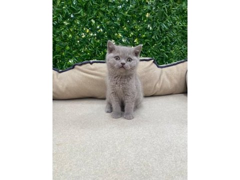 British shorthair lilac