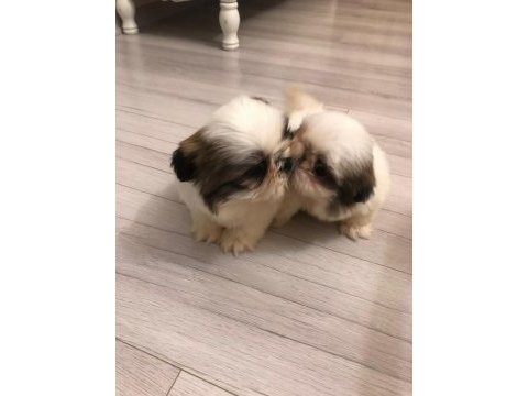 Erkek shih tzu pandalar