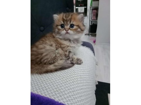 British longhair kedimiz