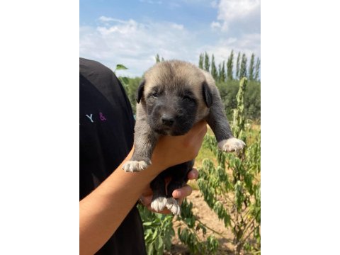 Orjinal has sivas kangal