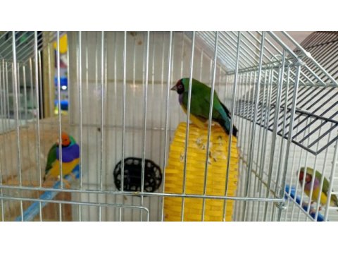 Goldin finch