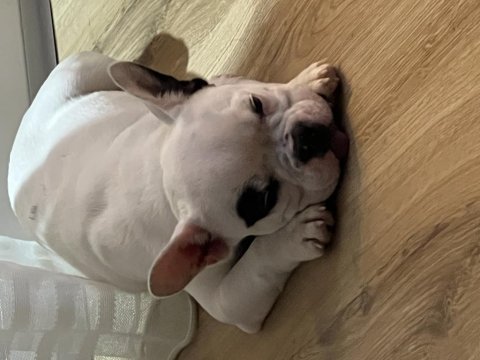 French bulldog yavru