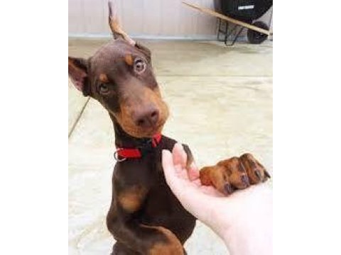 Doberman yavrular