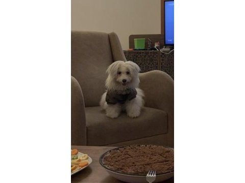 Terrier 3.5 aylık ev süs köpeği