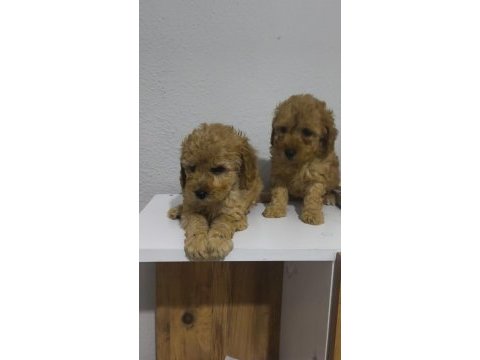 Toy poodle yavruları
