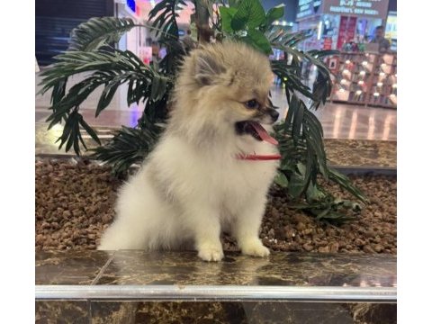 Pomeranian boo tea cup dişi