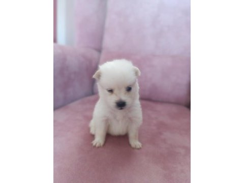 Son 2 yavru spitz