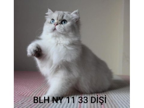 Dişi british longhair ny11 safkan