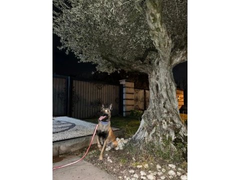 Oğlum tetik eşleştirmeye açık malinois