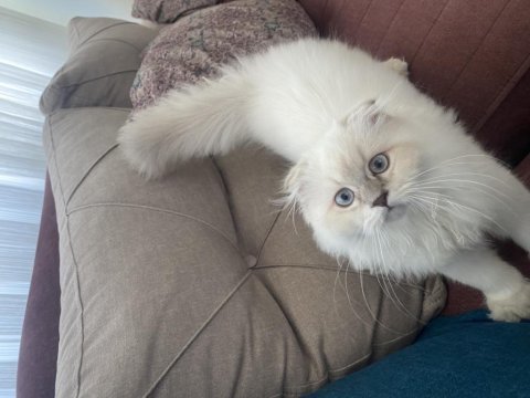 British longhair 5 aylık yavru