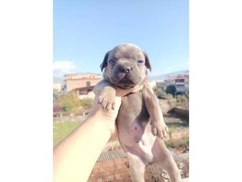 French bulldog yavruları