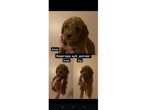 Toy poodle bebekler