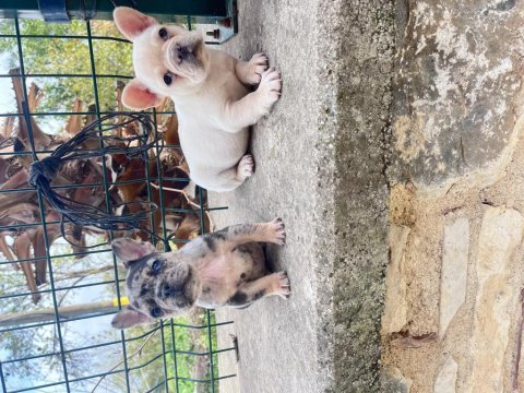 Her renk french bulldog mevcuttur