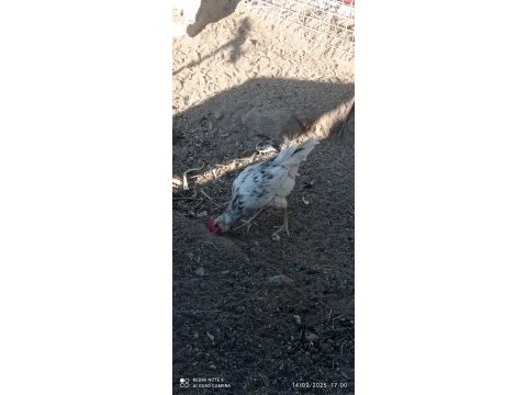 Satılık horoz