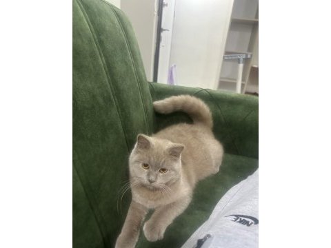 Uysal british shorthair
