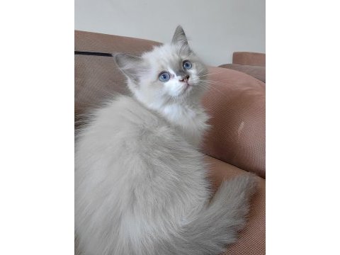 Secereli ragdoll yavrulari