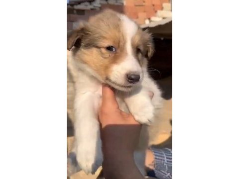 Gough collie