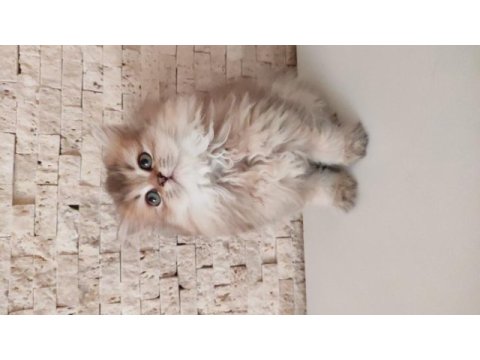 Güzel suratlı british longhair güneş