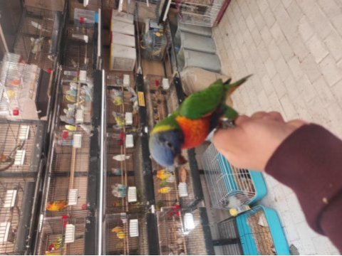 El besleme rainbow lori papağanlarımız