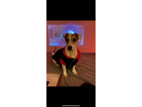 Dünyalar tatlısı jack russell kızımıza acil yuva