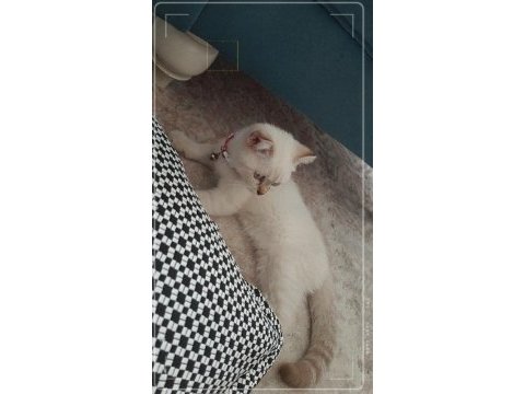Scottish fold 3 aylık