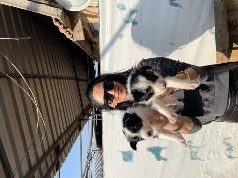 Border collie yavrularım sağlık ve ırk garantilidir