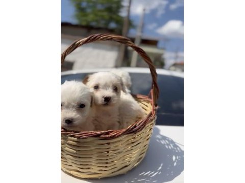Maltese terrier sıfır numara akıllı ve uyumlu