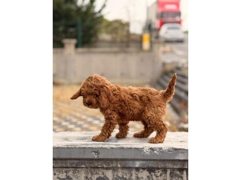 A kalite toy poodle dişi erkek yavrular