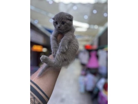 Wc eğitimli oyuncu scottish fold